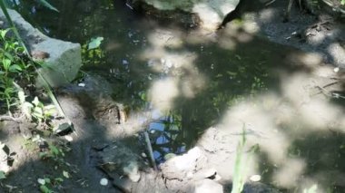 Yaprak dar bir derede yüzer.