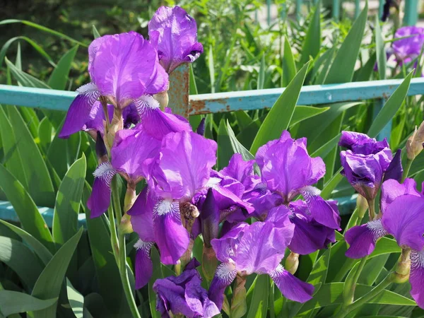 Close up of purple Japanese iris flowers.
