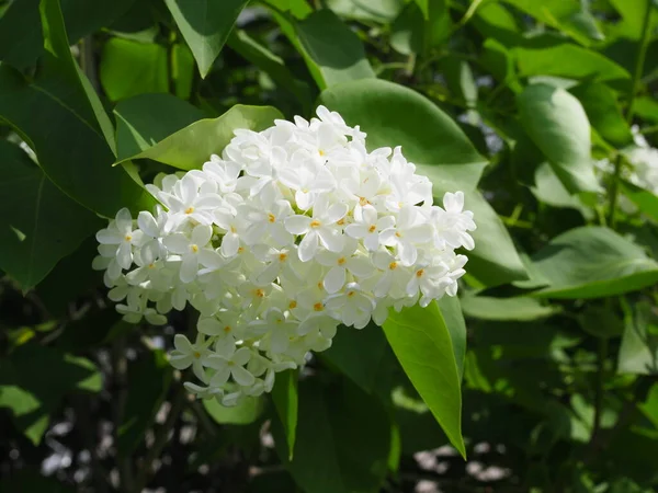 Flores Blancas Color Lila Aisladas Sobre Blanco — Foto de Stock