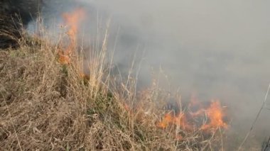 Yanan alan. Yangın çok yaklaştı. Kurak mevsimde orman yanarken alevler içinde kuru otlar ve dumanlar. Kazara felaket, ekolojik felaket. Yavaş Hareket