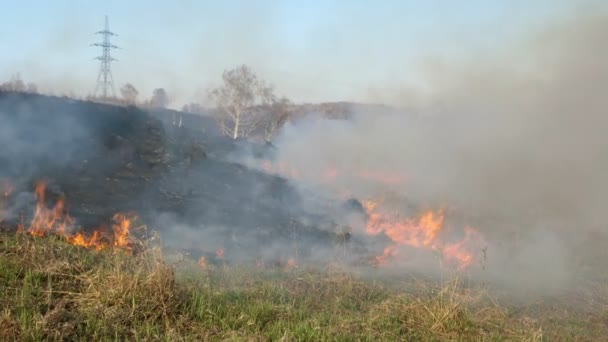 燃焼場だ古い乾燥した昨年の草を燃やす。乾季に森林火災を燃焼しながら、炎と煙に乾いた草。偶発的な災害、生態系の大惨事。スローモーション — ストック動画
