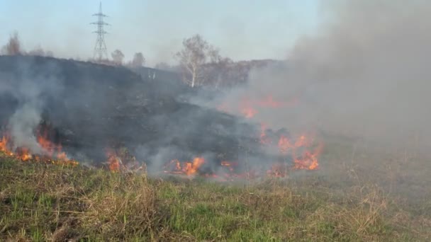 Campo em chamas. Queimando velho seco últimos anos grama. Grama seca em chamas e fumaça enquanto queima fogo florestal na estação seca. Desastre acidental, catástrofe ecológica. Movimento lento — Vídeo de Stock