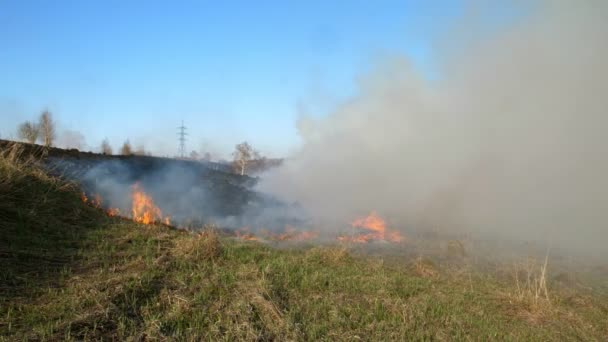 Een brandend veld tegen een heldere blauwe lucht. Droog gras in vlam en rook tijdens het branden bosbrand in het droge seizoen. Een ongeluk, een milieuramp. Langzame beweging — Stockvideo