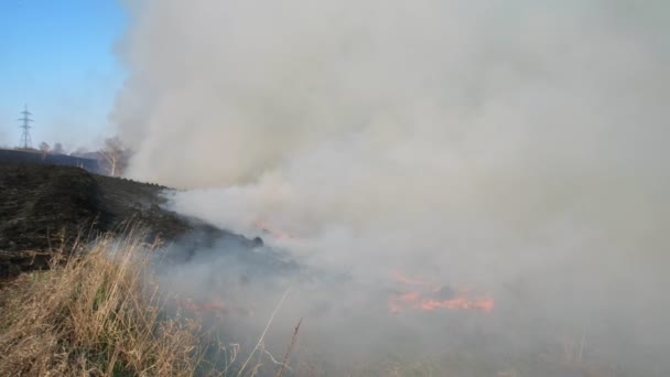Un champ brûlant contre un ciel bleu clair. Brûler de l'herbe sèche ces dernières années. Beaucoup de fumée monte de l'herbe brûlante, ferme le ciel. Catastrophe accidentelle, catastrophe écologique. Mouvement lent 