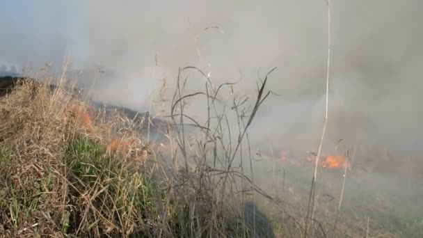 Brandend veld. Het vuur komt heel dichtbij. Droog gras in vlam en rook tijdens het branden bosbrand in het droge seizoen. Een ongeluk, een milieuramp. Langzame beweging — Stockvideo