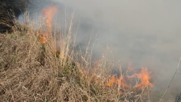 Brinnande fält. Branden närmar sig. Torrt gräs i lågor och rök när det brinner skogsbrand under torrperioden. Olycka, miljökatastrof. Långsamma rörelser — Stockvideo