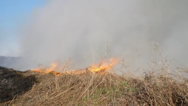 Brandend veld. Oud gras verbranden vorig jaar. Droog gras in vlam en rook tijdens het branden bosbrand in het droge seizoen. Een ongeluk, een milieuramp. Langzame beweging — Stockvideo