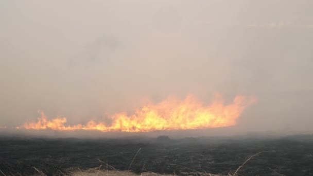 Brandend veld. Het vuur wordt snel aangewakkerd door de wind. Bestaande elementen. Droog gras in vlam en rook tijdens het branden bosbrand in het droge seizoen. Een ongeluk, een milieuramp. Langzame beweging — Stockvideo