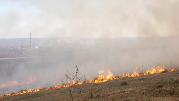 Φλεγόμενο χωράφι στο φόντο του φυτού, της πόλης. Ξηρό γρασίδι στη φλόγα και τον καπνό, ενώ καίει φωτιά στο δάσος σε ξηρή εποχή. Τυχαία καταστροφή, οικολογική καταστροφή. Αργή κίνηση 4k — Αρχείο Βίντεο
