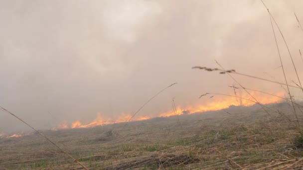 A burning field against a clear blue sky. Burning old dry last years grass. A lot of smoke rises from the burning grass, closes the sky. Accidental disaster, ecological catastrophe. Slow Motion — Stock Video