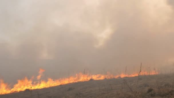 Un champ brûlant contre un ciel bleu clair. Brûler de l'herbe sèche ces dernières années. Beaucoup de fumée monte de l'herbe brûlante, ferme le ciel. Catastrophe accidentelle, catastrophe écologique. Mouvement lent 