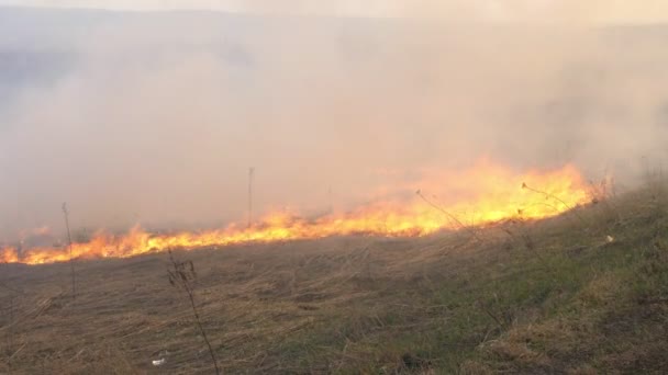 Burning field. The fire is quickly fanned by the wind. Storming elements. Dry grass in flame and smoke while burning forest fire at dry season. Accidental disaster, ecological catastrophe. Slow Motion — Stock Video