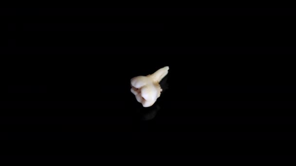Ausgezogener Babyzahn auf schwarzem Hintergrund. Extrahierte Zähne isoliert auf schwarz. Nahaufnahme — Stockvideo