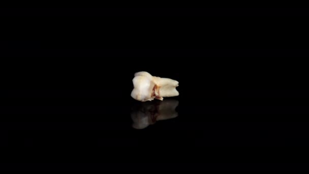 Ha estratto un dente da latte su uno sfondo nero. Dente estratto isolato su nero. Primo piano — Video Stock