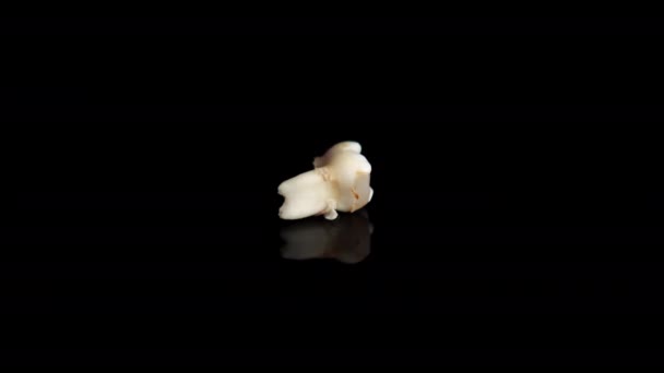 Arrancou o dente de leite num fundo preto. Dente extraído isolado em preto. Fechar. — Vídeo de Stock