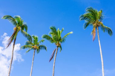 Hindistan cevizi palmiyeleri