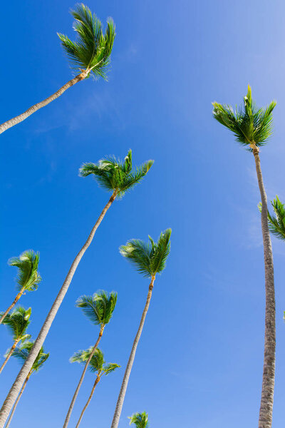 Coconut palm trees