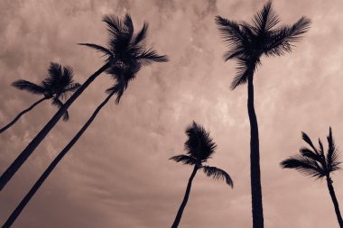 Hindistan cevizi palmiyeleri