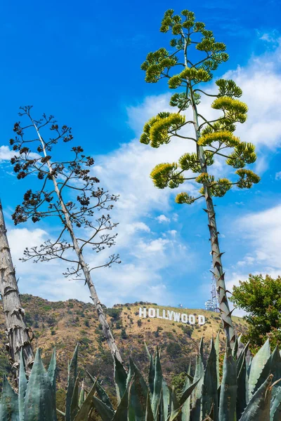 Hollywood Los Angeles California Usa Července 2019 Pohled Griffith Parku — Stock fotografie