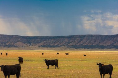 Arizona ovalarında kara fırtına bulutları var.