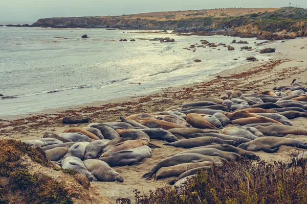 Deniz Aslanları Günün Tadını Çıkarıyor Kaliforniya Sahili Abd — Stok fotoğraf