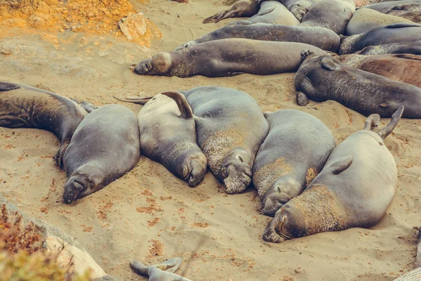 Deniz Aslanları Günün Tadını Çıkarıyor Kaliforniya Sahili Abd — Stok fotoğraf