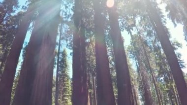 Sequoia Ulusal Parkı, Kaliforniya, ABD