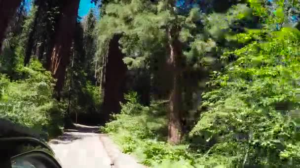 Parque Nacional de Sequoia — Vídeo de Stock