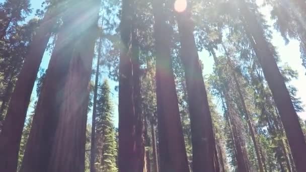 Sequoia National Park in California, Verenigde Staten — Stockvideo