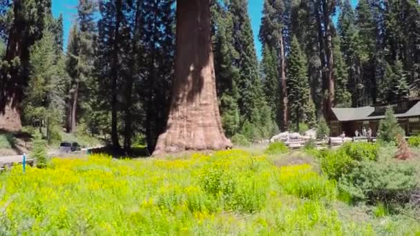 Parque Nacional Sequoia na Califórnia, EUA — Vídeo de Stock