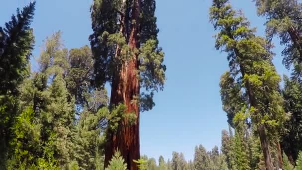 Parque Nacional Sequoia na Califórnia, EUA — Vídeo de Stock