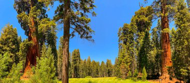 Sequoia Ulusal Parkı, Kaliforniya, ABD