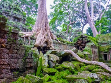 Angkor Thom, Siem Reap, Kamboçya 'daki tapınağı harap etti
