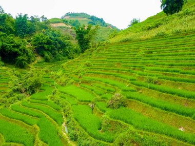 Vietnam 'ın kuzeyindeki Sapa (Chapa) yakınlarında Lao Cai pirinç tarlaları, Lao Cai, Vietnam
