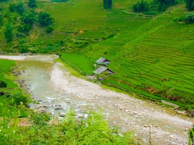 Vietnam 'ın kuzeyindeki Sapa (Chapa) yakınlarında Lao Cai pirinç tarlaları, Lao Cai, Vietnam