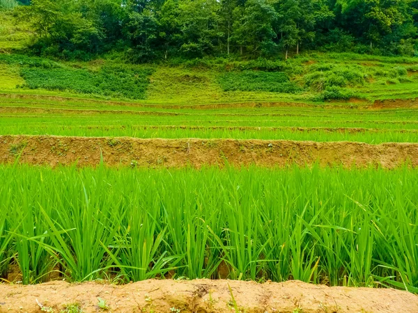 Lao Cai Rýžová Pole Blízkosti Sapa Chapa Severních Horách Vietnamu — Stock fotografie