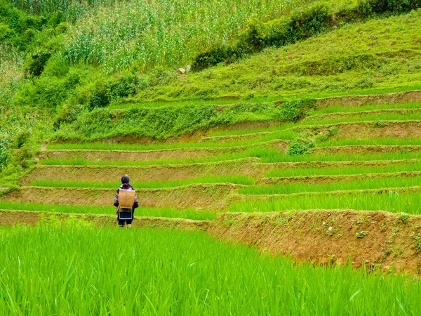 Lao Cai Rýžová Pole Blízkosti Sapa Chapa Severních Horách Vietnamu — Stock fotografie