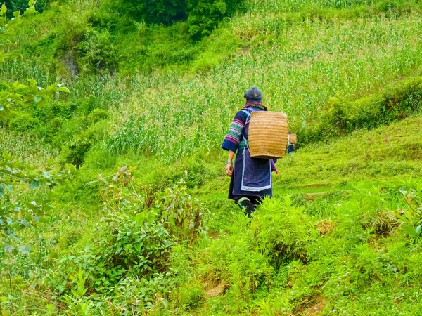 Lao Cai Rýžová Pole Blízkosti Sapa Chapa Severních Horách Vietnamu — Stock fotografie