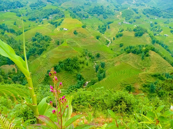 Campos Arroz Lao Cai Cerca Sapa Chapa Las Montañas Del —  Fotos de Stock