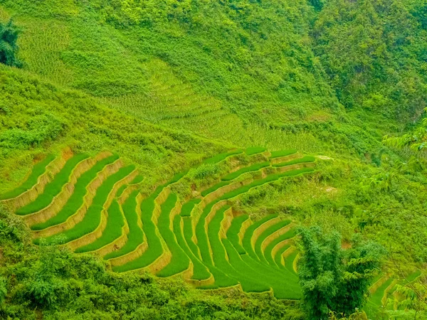 Lao Cai Rice Fields Sapa Chapa North Mountains Vietnam Lao — Stock Photo, Image