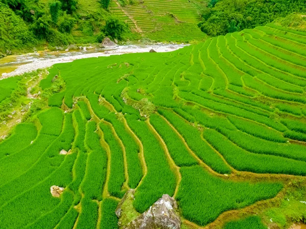 Campos Arroz Lao Cai Cerca Sapa Chapa Las Montañas Del — Foto de Stock