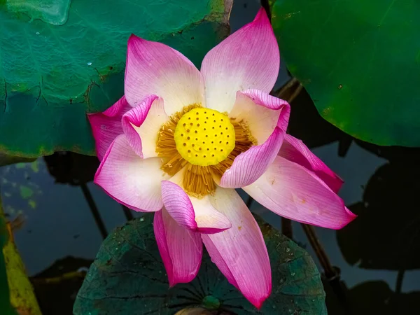 Flor Loto Abierta Río Tam Coc Ninh Binh Vietnam —  Fotos de Stock