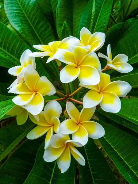 Flor Frangipani Cerca Hue Citadel Hue Vietnam —  Fotos de Stock