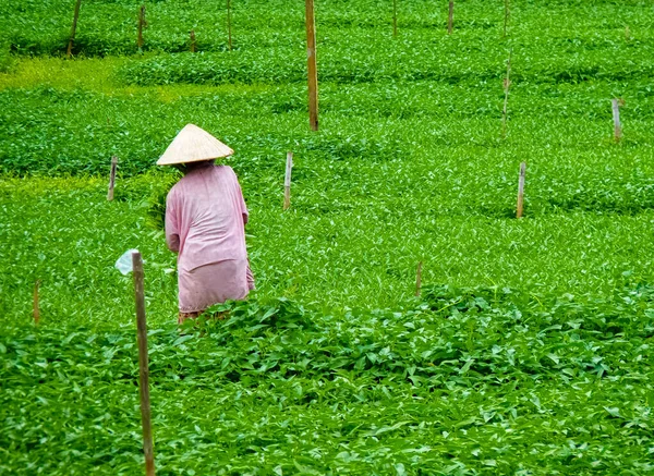 Mírumilovní Lidé Životní Styl Hoi Vietnam — Stock fotografie