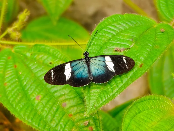 Mariposa Nativa Selva Tropical Costa Rica — Foto de Stock