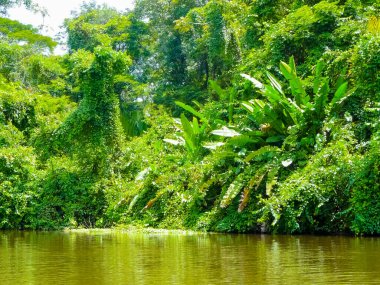 Tortuguero Ulusal Parkı, Limon, Kosta Rika