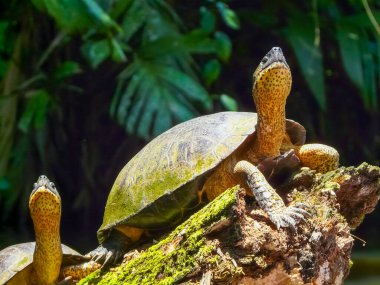 Tortuguero Ulusal Parkı, Limon, Kosta Rika