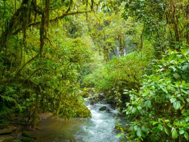 La Paz Şelale Bahçeleri Doğa Parkı, Alajuela, Kosta Rika