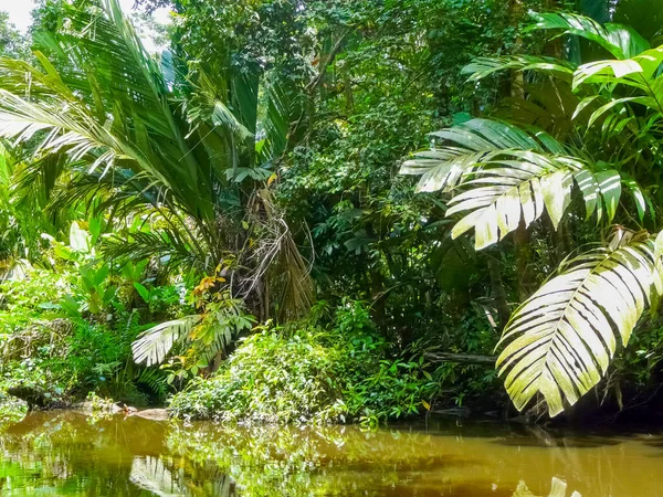 Parque Nacional Tortuguero Limón Costa Rica —  Fotos de Stock