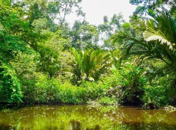 Parque Nacional Tortuguero Limón Costa Rica — Foto de Stock